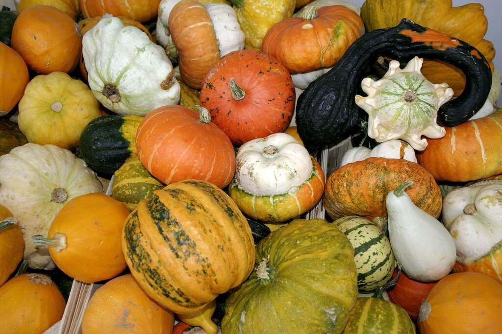 La citrouille (Cucurbita pepo) - La citrouille a une pulpe qui n’est pas aussi fine que celle du potiron. Certaines variétés sont consommées, comme le pâtisson (sa forme est ronde et aplatie), la courge spaghetti et la courgette. La citrouille d’Halloween est le fruit que l’on travaille pour le transformer en lanterne le dernier jour du mois d’octobre!  <a href="http://commons.wikimedia.org/wiki/File:-_Pumpkins_-.jpg"><em>Crédit photo</em></a>