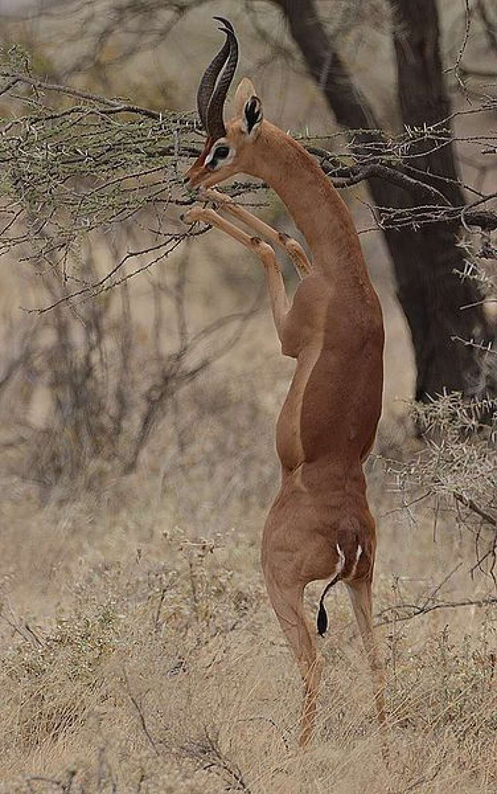 La gazelle de Waller - Egalement appelée Gérénuk ou antilope girafe, nom qu'elle doit à son long cou.  Elle vit au Kenya, en Ethiopie, en Somalie et en Tanzanie.