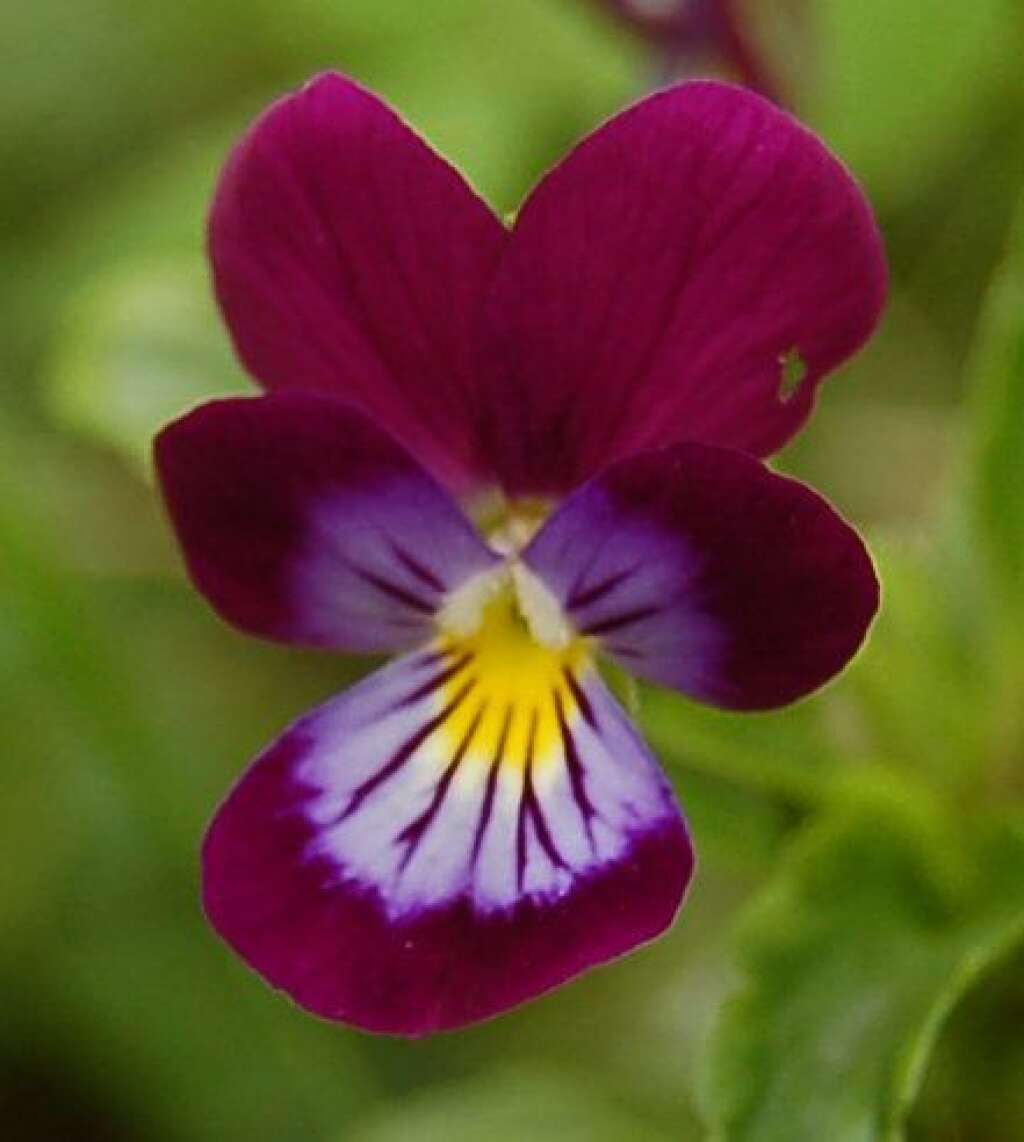 La violette - La violette est associée à la modestie, la timidité et la pudeur. Offrir un bouquet de violettes à quelqu’un signifie : "je t’aime en secret".