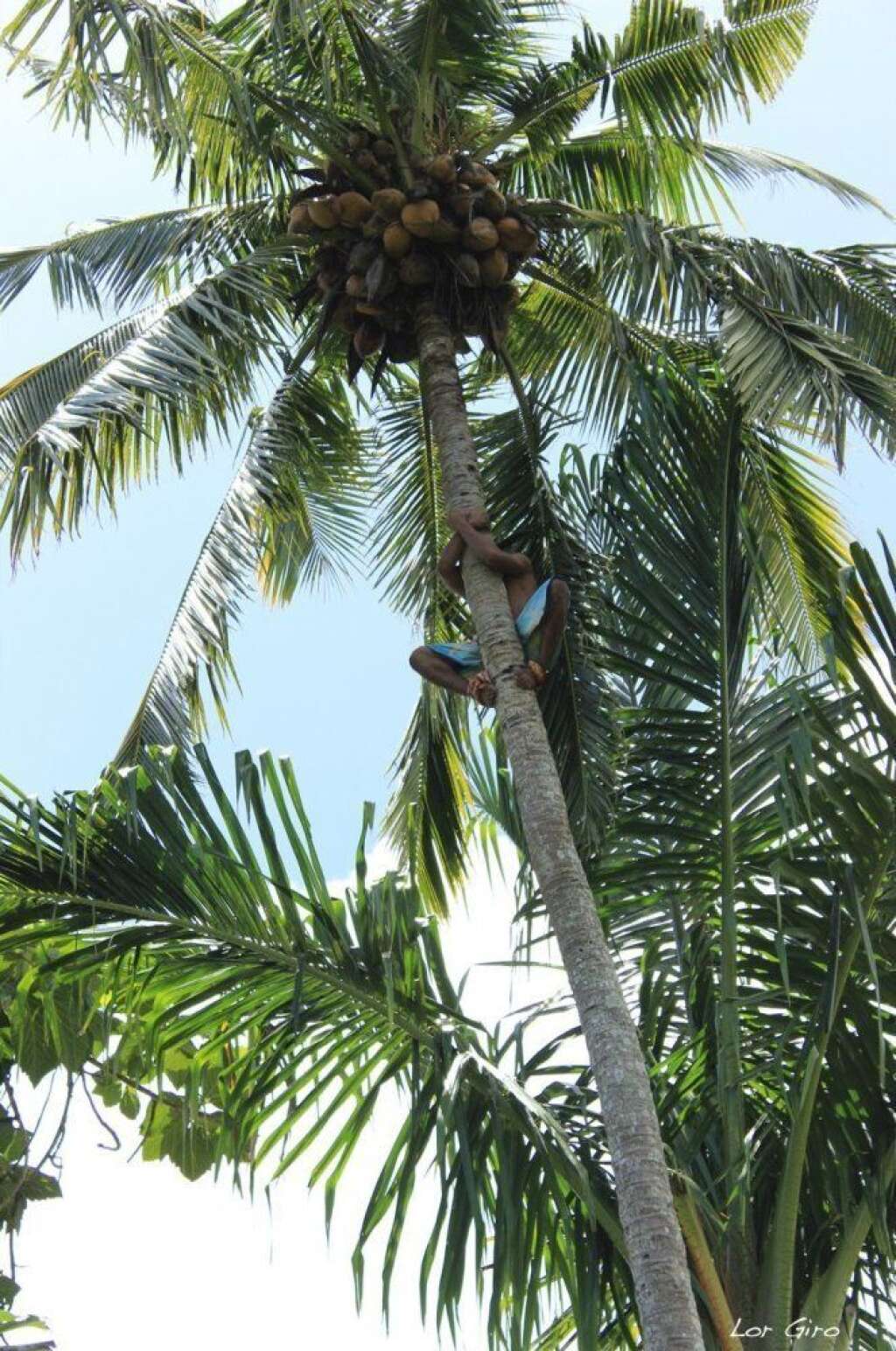 - on grimpe aux palmiers chercher des noix de coco fraîches à boire