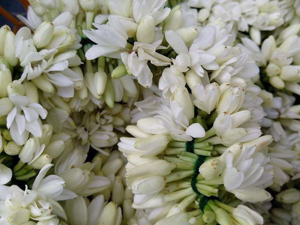 Jasmin - "Tu transportes mes sens". En Tunisie, cette fleur blanche emblématique symbolise la pureté, la douceur de vivre et la tolérance.