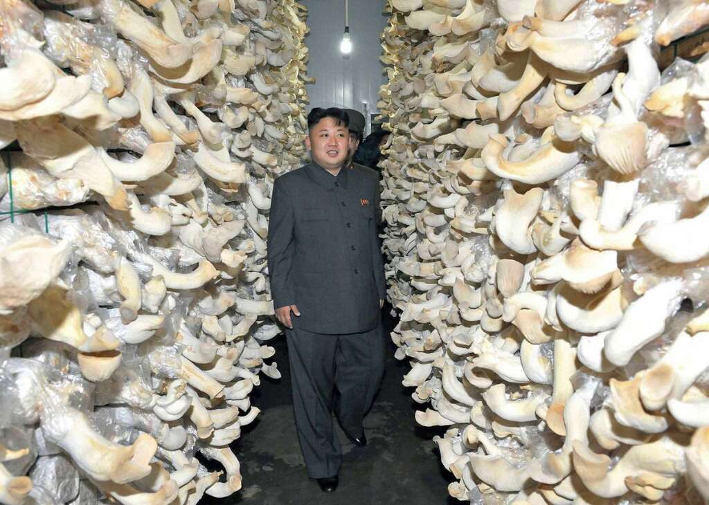 Kim Jong-Un ravi de visiter une ferme à champignons -