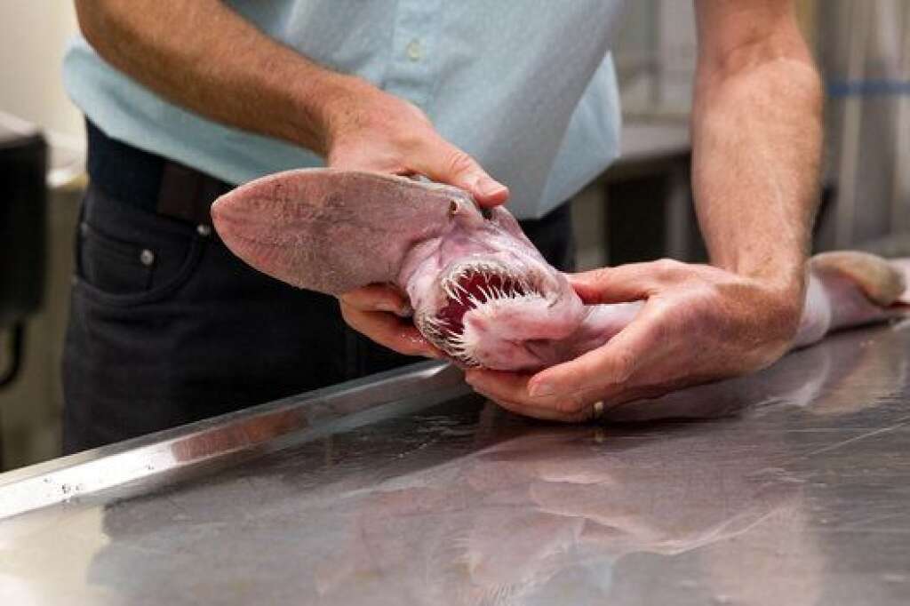 Le requin-lutin - Espèce rare vivant dans les grandes profondeurs, <a href="https://fr.wikipedia.org/wiki/Requin-lutin" target="_hplink">le requin-lutin a un nez aplati</a>, un corps rose et flasque et des dents en forme de clou. Il mesure entre trois et quatre mètres de longueur à maturité.