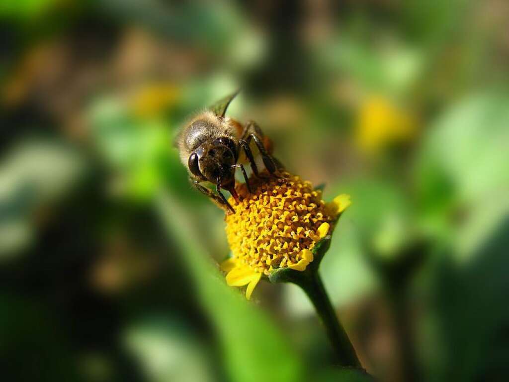 30% - La part "de ce qui est dans nos assiettes est lié à la pollinisation", <a href="http://www.lexpress.fr/actualite/sciences/la-disparition-des-abeilles-annonce-t-elle-la-fin-du-monde_1068089.html" target="_blank">selon Yves Le Conte</a>, directeur d'unité à l'Institut national de la recherche agronomique (Inra).  Parmi ces produits, la confiture, le jus d'orange, le café...  Un tiers de notre nourriture dépend directement des abeilles.