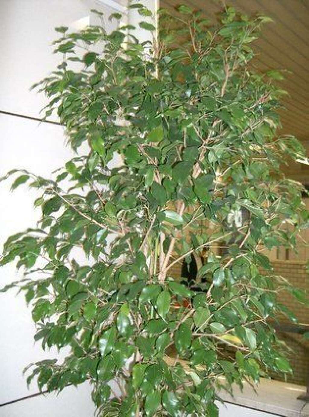 Ficus - Le ficus, lui, sera parfait pour les pièces très lumineuses. Il supporte très bien la chaleur et est très simple à entretenir.