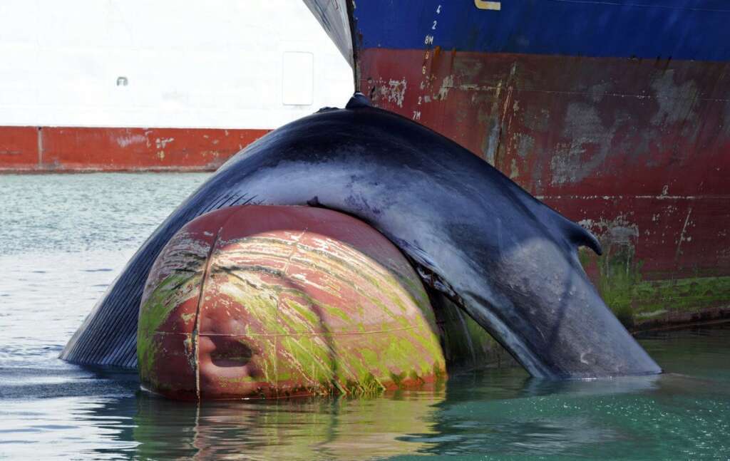 Une baleine percutée par un cargo -
