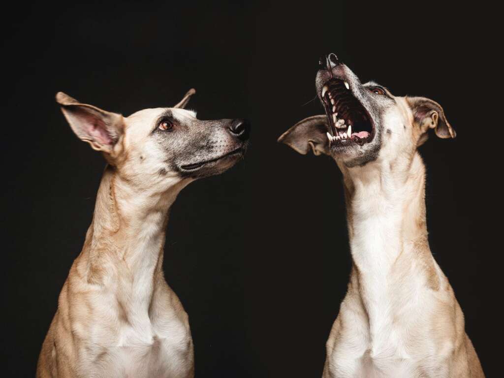 Twist And Shout - <a href="https://www.facebook.com/pages/Wieselblitz/113760441993521">Elke Vogelsang</a>/<a href="http://wieselblitz.de/en/">wieselblitz.de</a>