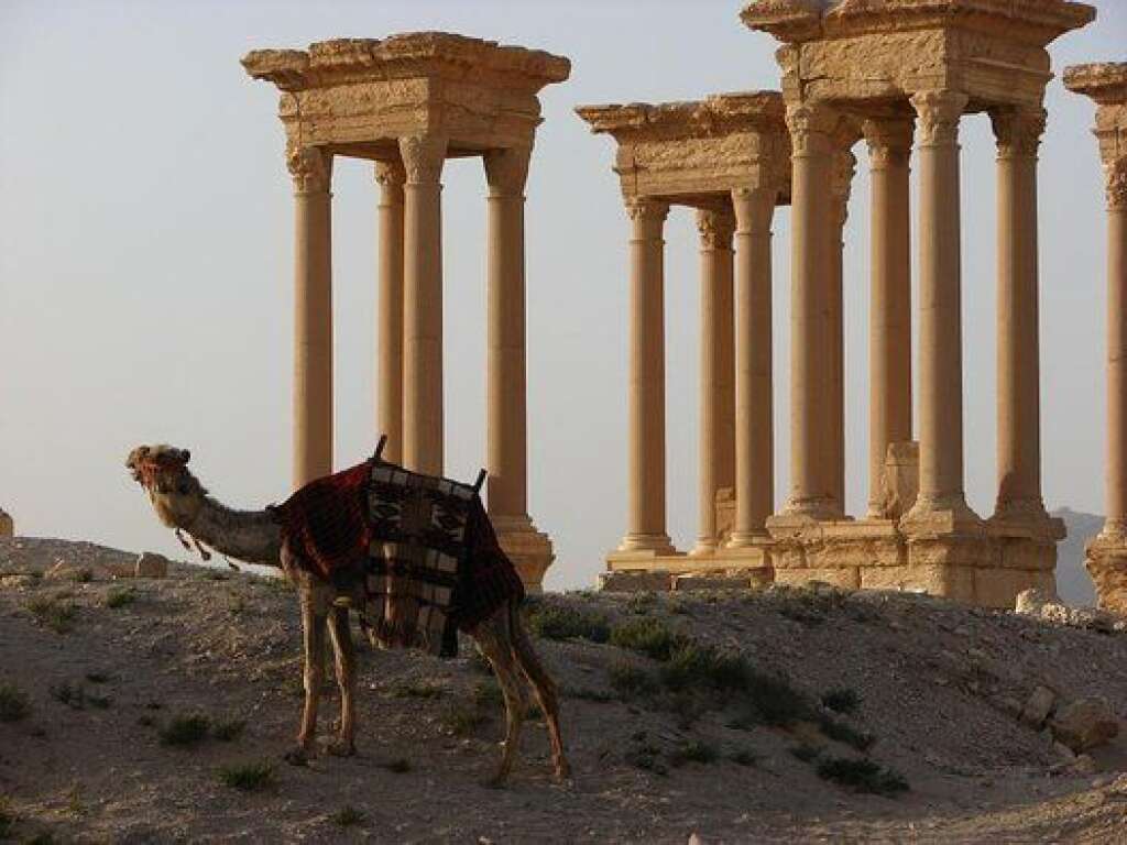 Palmyra -