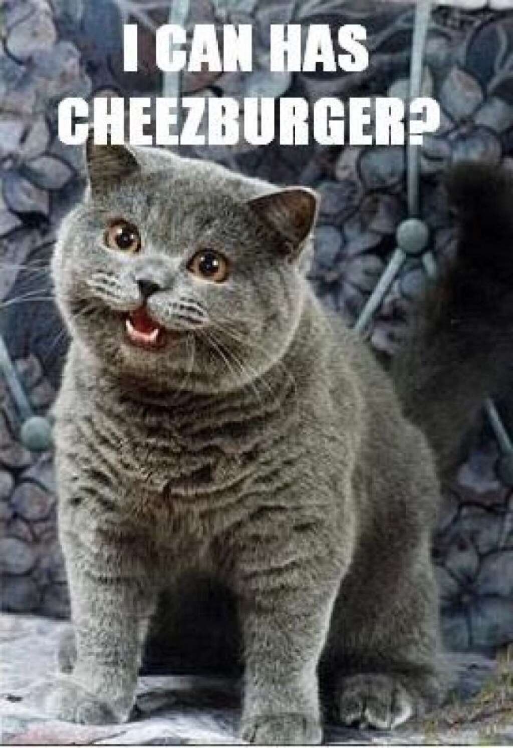 Le premier lolcat du site I Can Has Cheezburger -