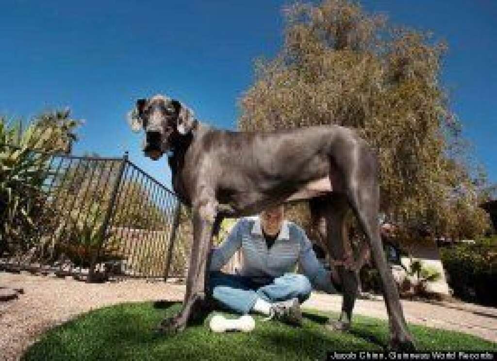 - Who's top dog now? Meet giant George, a Great Dane who stands 3 feet, 7 inches tall from paw to shoulder. George is seen here with his owner, David Nasser of Tucson, Ariz.
