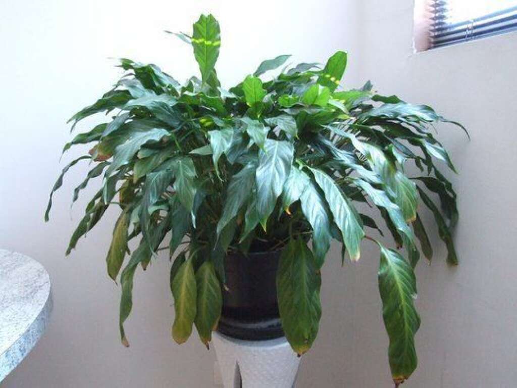 Spathiphyllum - Une plante à acheter si vous avez de l'espace, car elle peut atteindre la taille d'un mètre dans de bonnes conditions. Elle aime la lumière et est très dépolluante.