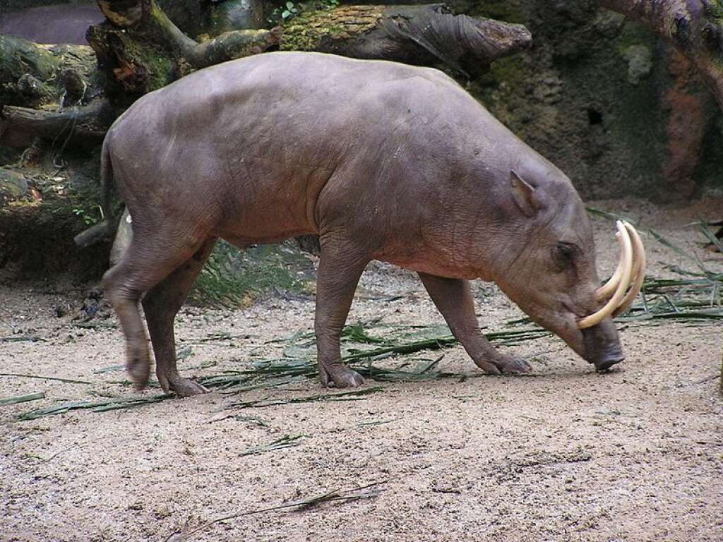 Le babirusa - Le babirusa ressemble à un porc. Mais certains scientifiques le rattachent également à la famille des hippopotames. Il vit en Asie, principalement dans les îles indonésiennes.  Babirusa signifie "porc-cerf".