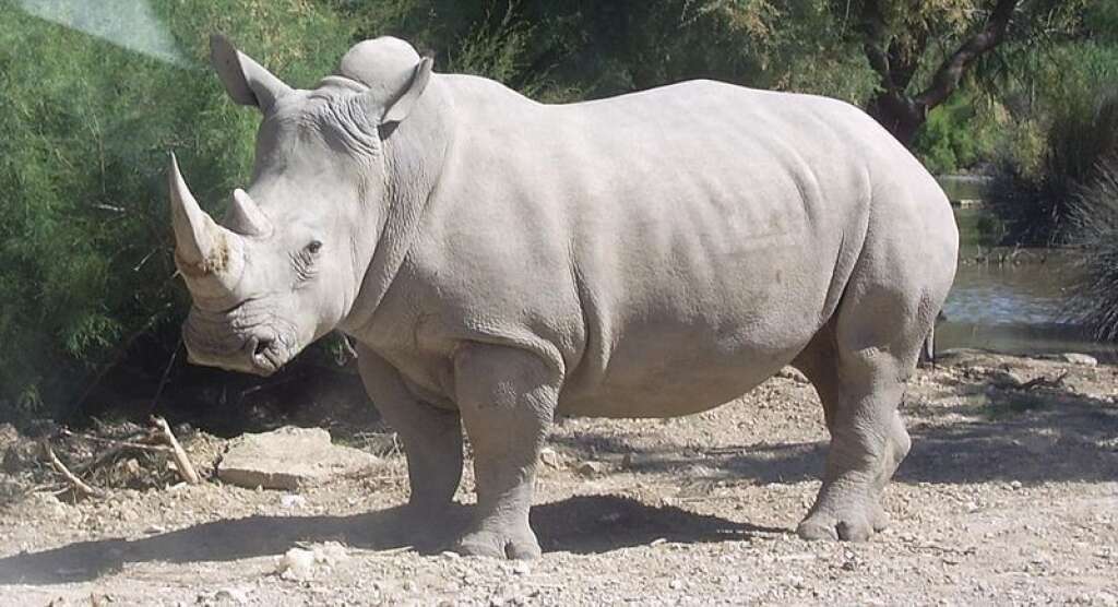 Le rhinocéros - Toutes les espèces de rhinocéros sont considérées comme menacées de disparition. Les braconniers en Afrique centrale les chassent pour leurs cornes.  Ils font donc l'objet d'un programme ou de projets de réintroduction