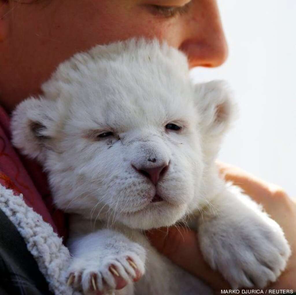 Le lionceau blanc du zoo de Belgrade -