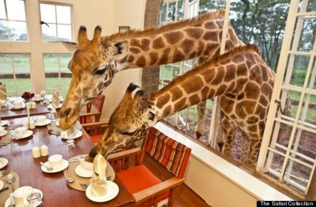 Giraffe Manor, Kenya - Impossible d'être égoïste avec son repas au <a href="http://www.giraffemanor.com/" target="_blank">Giraffe Manor</a>, au <a href="http://www.fodors.com/world/africa-and-middle-east/kenya/" target="_blank">Kenya </a>: l'une des huit créatures tachetées au long cou qui vivent dans ce sanctuaire passera sûrement sa tête par la fenêtre pour manger un morceau, lécher votre plat, puis s'éloigner. Ces girafes amicales font de cet hôtel est-africain, datant des années 1930, un endroit surréaliste et nostalgique à la fois. D'autres animaux de safari vivent dans cette propriété de 140 hectares. Si vous en ressentez l'envie, faites un saut à l'orphelinat pour éléphants David Sheldrick et adoptez un bébé pachyderme avant de partir.