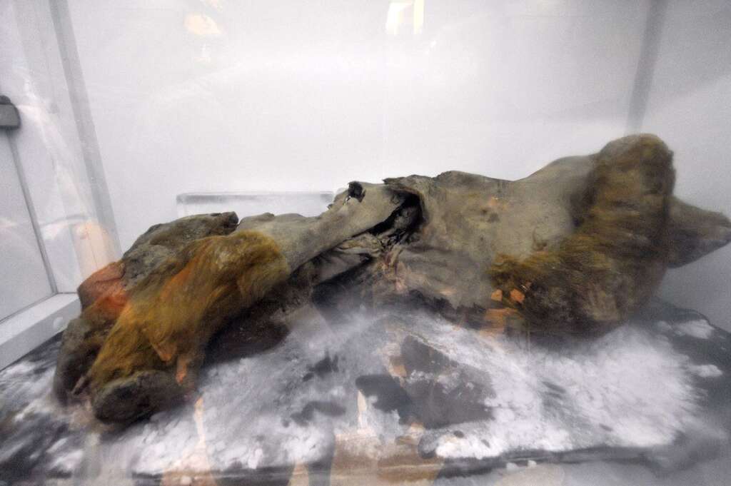 Khroma - Découvert par un chasseur en juillet 2009 sur les berges de la rivière Khroma, près de l'Océan Arctique, le plus ancien bébé mammouth du monde serait vieux de 50.000 ans.
