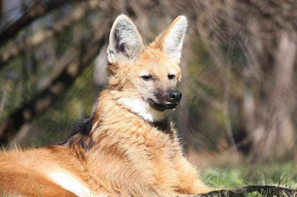 Le loup à crinière - Seul représentant de son genre, ce membre de la famille des canidés vit en Amérique du sud. A mi-chemin entre le loup et le grand renard, il est extrêmement connu sur son continent.