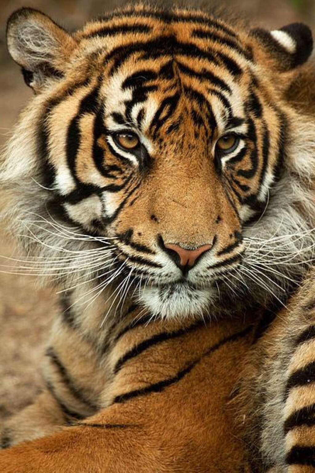 Le tigre de Sumatra - Le tigre de Sumatra est certainement le plus représentatif du danger d'extinction qui menace ces gros félins. Une population en déclin, un nombre d'individus très faible (moins de 700) : voilà un exemple concret de la fragilité des carnivores, qui sont les premiers témoins visibles de la dégradation des espace naturels.