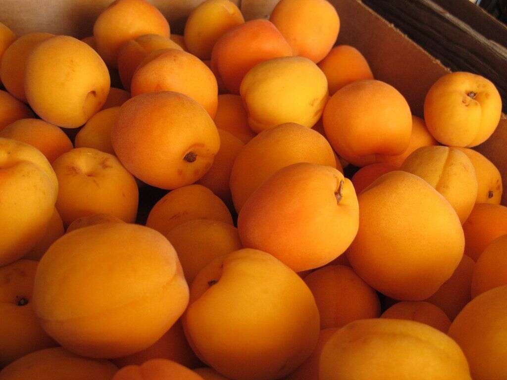 Abricots - <strong>Pourquoi on les aime:</strong> Plusieurs variétés d'abricots se succèdent tout au long de l'été, de la mi-juin à la fin du mois d'août. L'abricot est l'un des fruits les plus riches en provitamine A avec 50% des apports journaliers recommandés dans seulement 100g. C'est aussi un fruit riche en fer, en cuivre et en oligo-éléments  <strong>Comment les déguster:</strong> L'abricot se marie très bien avec l'agneau et le porc pour des plats aux saveurs sucrées-salées. En plat principal comme en dessert, ce fruit se cuisine de multiples façons (en tarte, en sorbet, en soupe ou même farcis). Vous pouvez aussi les faire revenir à la poêle avec un peu de sucre, de crème liquide et de muscat, et déguster le tout avec quelques pistaches.