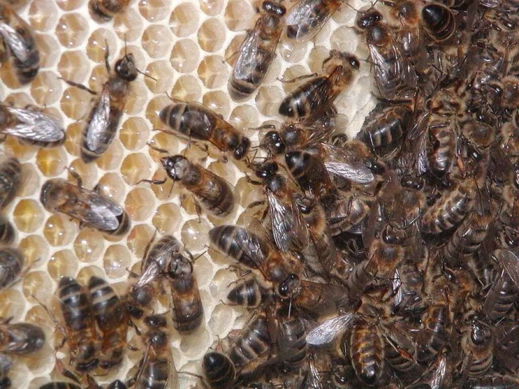 153 milliards - C'est <a href="http://agriculture.gouv.fr/Les-abeilles-maillon-essentiel-de,1926" target="_blank">l'apport, en 2005, des insectes pollinisateurs</a>, dont l'abeille, soit 9,5% de la production alimentaire mondiale.