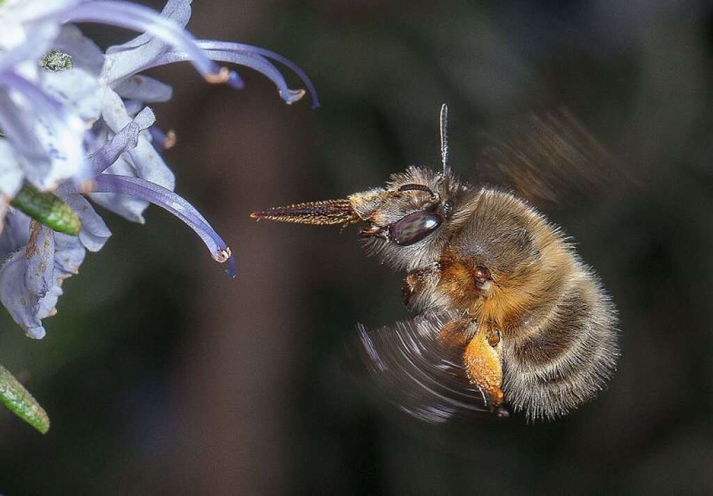 84% - Le pourcentage de <a href="http://www.rfi.fr/science/20140408-une-etude-europeenne-evaluer-disparition-abeilles/" target="_blank">végétaux cultivés en Europe</a> qui ne seraient plus pollinisés sans les abeilles.