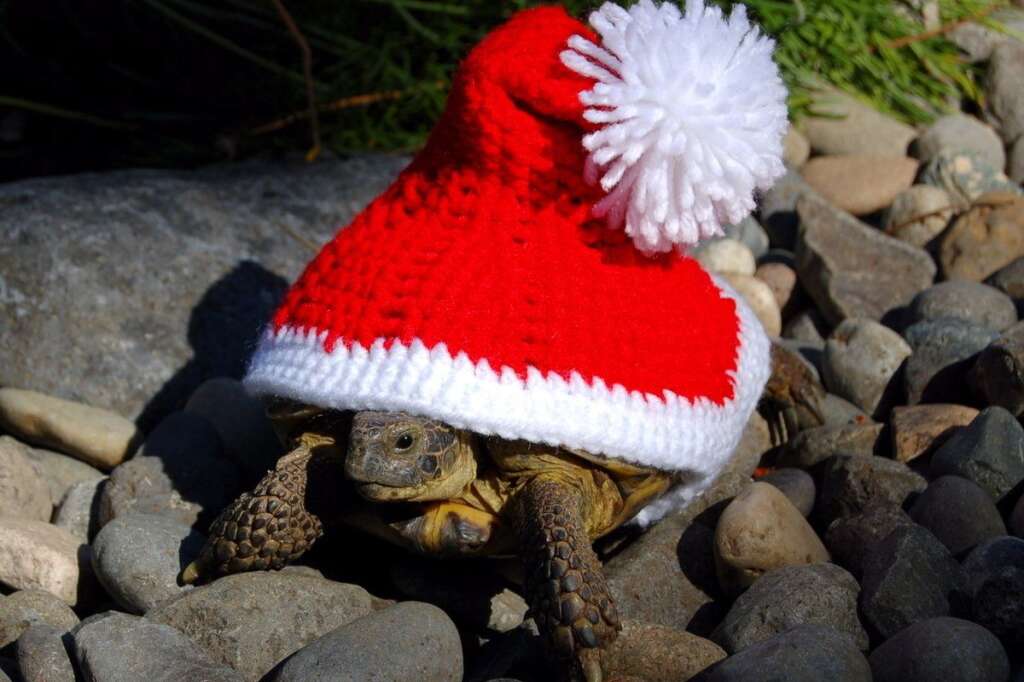 Les costumes de Katie Bradley - Une tortue déguisée en bonnet de Noël