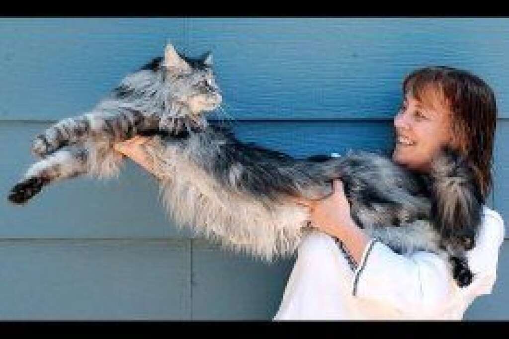 - Robin Hendrickson stretches out her cat, Stewie, outside her home in Reno, Nev. Stewie, a 5-year-old Maine Coon, has been accepted by Guinness World Records as the world's longest cat at 48.5 inches.