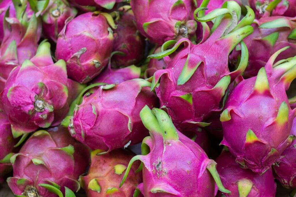 Le pitaya - Également connu sous le nom de "fruit du dragon", ce fruit rose de cactus (oui, de cactus!) égaiera les assiettes.   Son goût est cependant moins exceptionnel que son aspect ce qui explique pourquoi ce fruit est généralement ajouté dans des plats ou des boissons aux saveurs douces, explique le <em>New York Times</em>. Riche en fibre et en antioxydants, le pitaya contiendrait aussi des prébiotiques.