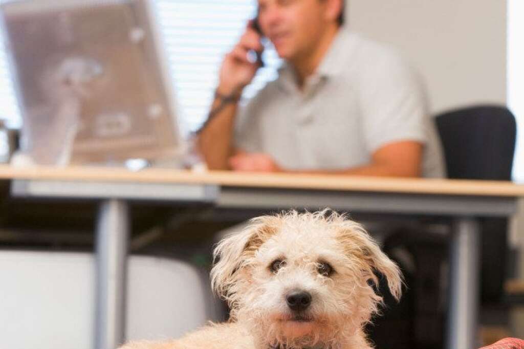 Amenez votre animal de compagnie au bureau - Une étude publiée dans le  <em>International Journal of Workplace Health Management</em> soit le journal international dans la santé sur le lieu de travail, a montré <a href="http://www.huffingtonpost.com/2012/04/01/bringing-dog-to-work-stress_n_1391420.html" target="_hplink"> qu'amener son chien sur son lieu de travail</a> peut réduire le stress du travail et motiver davantage vos collègues ou employés.    Cette seconde étude s'est intéressée à la compagnie Replacements Ltd. Basée à Greensboro en Caroline du Nord, elle se distingue par  son ouverture aux animaux. Elle montre que les employés qui ont amené leur animal de compagnie au bureau  <a href="http://www.huffingtonpost.com/2012/04/01/bringing-dog-to-work-stress_n_1391420.html" target="_hplink"> se sentaient moins stressés</a>  pendant leur journée de travail. En parallèle, ceux qui ne l'avaient pas amené <em>étaient plus stressés</em>.