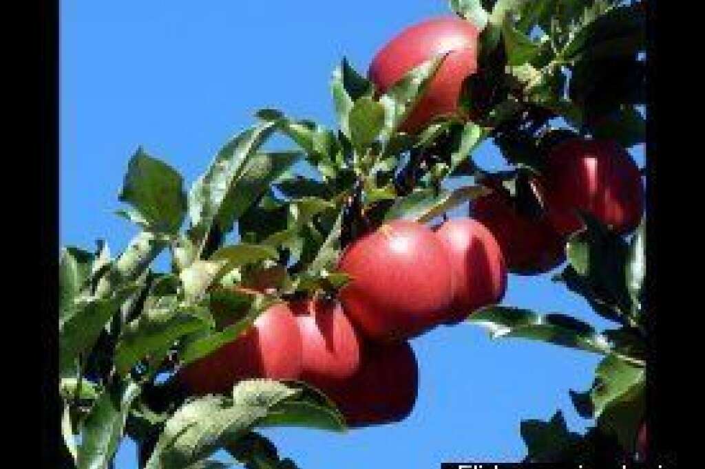 Les pommes aideraient à combattre le rhume - Gorgées de vitamine C, elles sont une bonne protection contre le rhume.  <em>Photo Flickr par <a href="http://www.flickr.com/photos/free-stock/4899674251/" target="_hplink">Public Domain Photos</a></em>