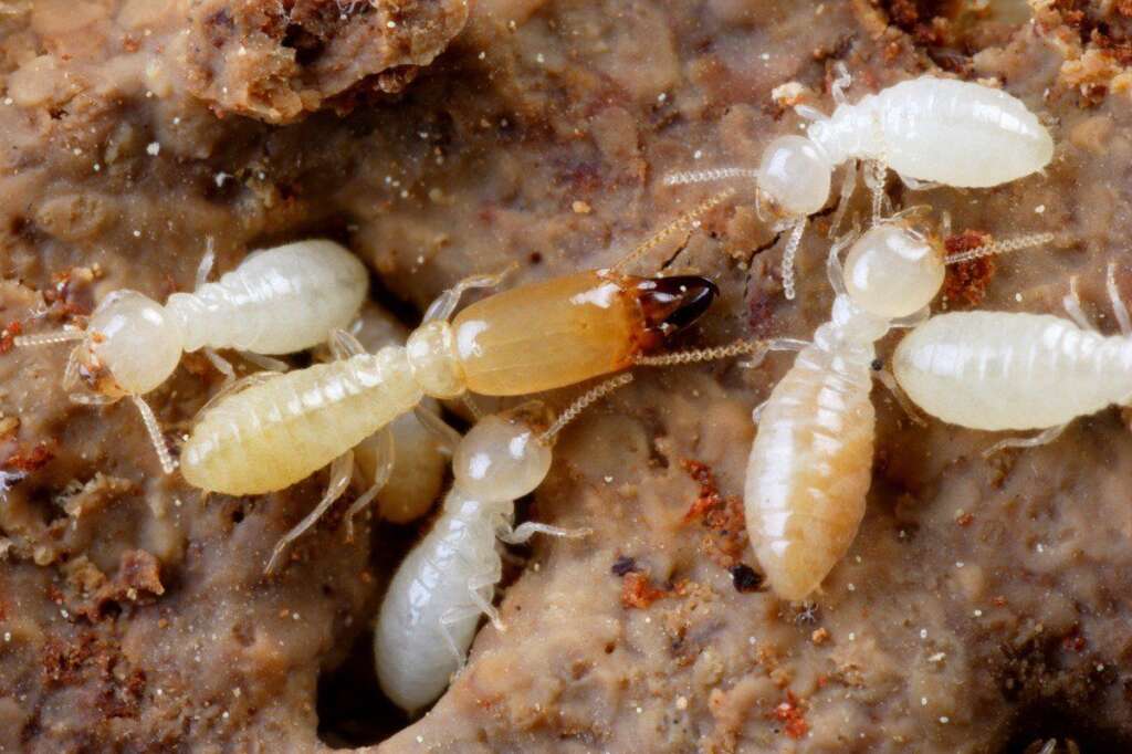 Les termites - Pas la peine de présenter les termites, on a tous connu des constructions en bois rongées par ces insectes. On vous sert la solution sur un plateau: mangez-les. Faites-les frire et elles deviendront une excellente source de protéine.