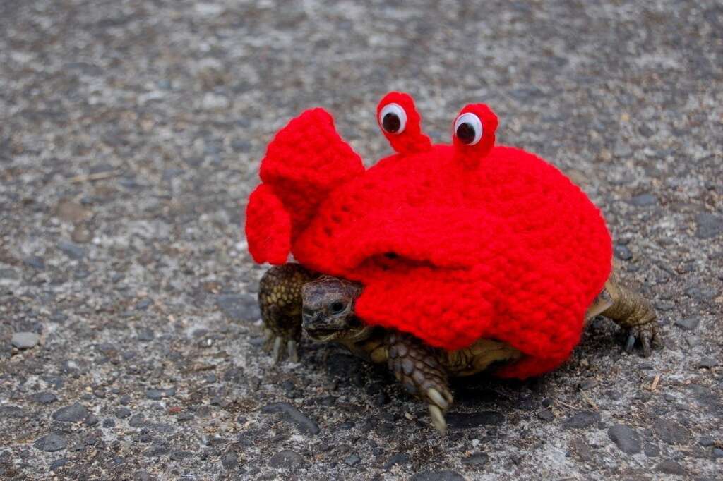 Les costumes de Katie Bradley - Une tortue déguisée en crabe