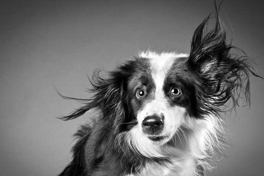 Shake, des clichés de Carli Davidson - Le comportement d'un chien en slow-motion