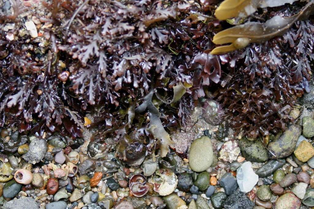 La palmaria palmata - Les algues que vous voyez sur le littoral ne sont peut-être pas ce qui vous met le plus l'eau à la bouche mais la variété palmaria palmata pourrait vous étonner.  Commercialisée en Europe sous le nom de "goémon à vache" ou "algue à vache", ce légume de la mer est très apprécié en Islande où on le trouve dans les soupes comme les plats cuisinés. Riche en vitamine B et fibres, cette algue est aussi une source de protéines et d'iode.