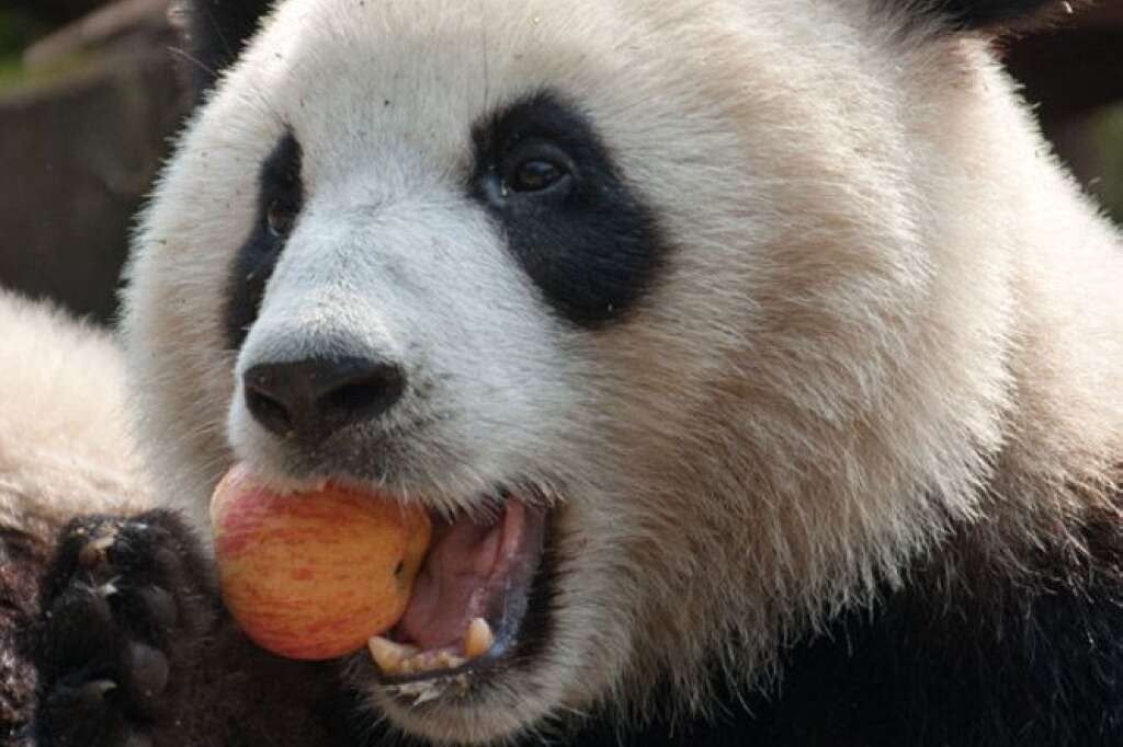 - Un panda savoure une pomme à Chengdu, en Chine. Il ne reste que 1600 pandas dans la nature, alors que 300 autres sont tenus captifs.