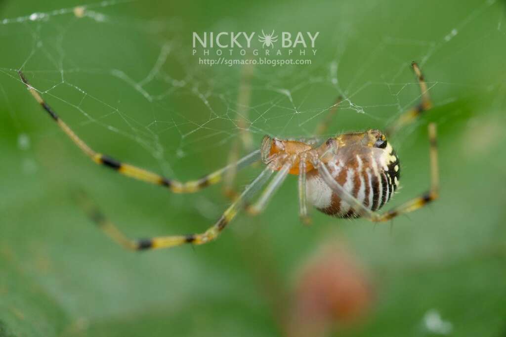 Theridiidae - Photo: <a href="http://sgmacro.blogspot.fr/" target="_blank">Nicky Bay</a>