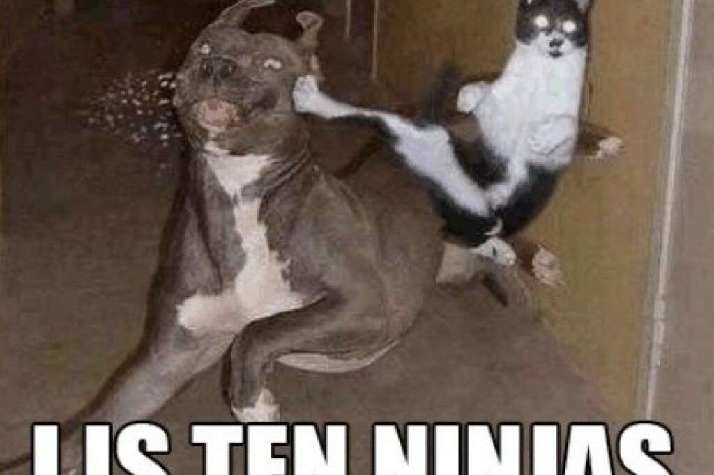 Le chat ninja -