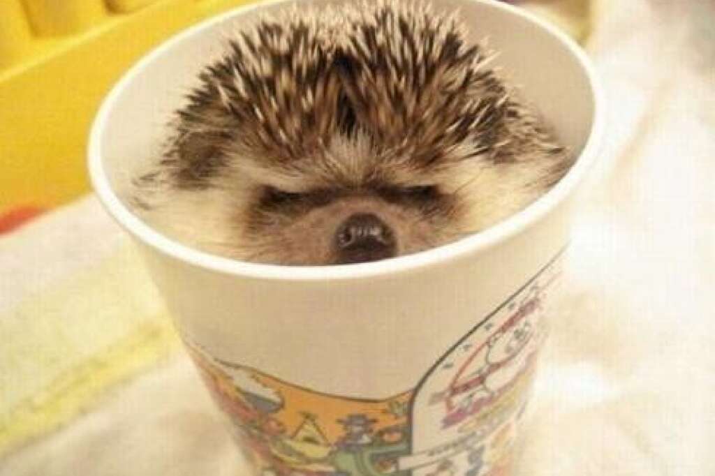 Your Cup? - Sorry it's my home now.