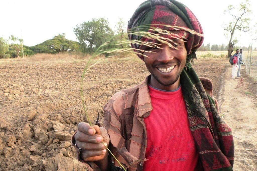 Un agriculteur éthiopien - En éthiopie, l'agriculture céréalière est principalement tournée vers le teff. La population se nourrit et gagne de l'argent grâce à ces petites graines, qu'ils cuisinent de différentes façon.
