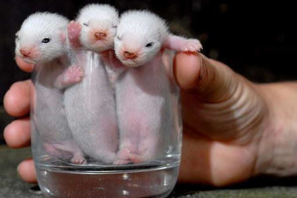 Ferret Frenzy - It's a tight squeeze, but we're cozy in a cup.