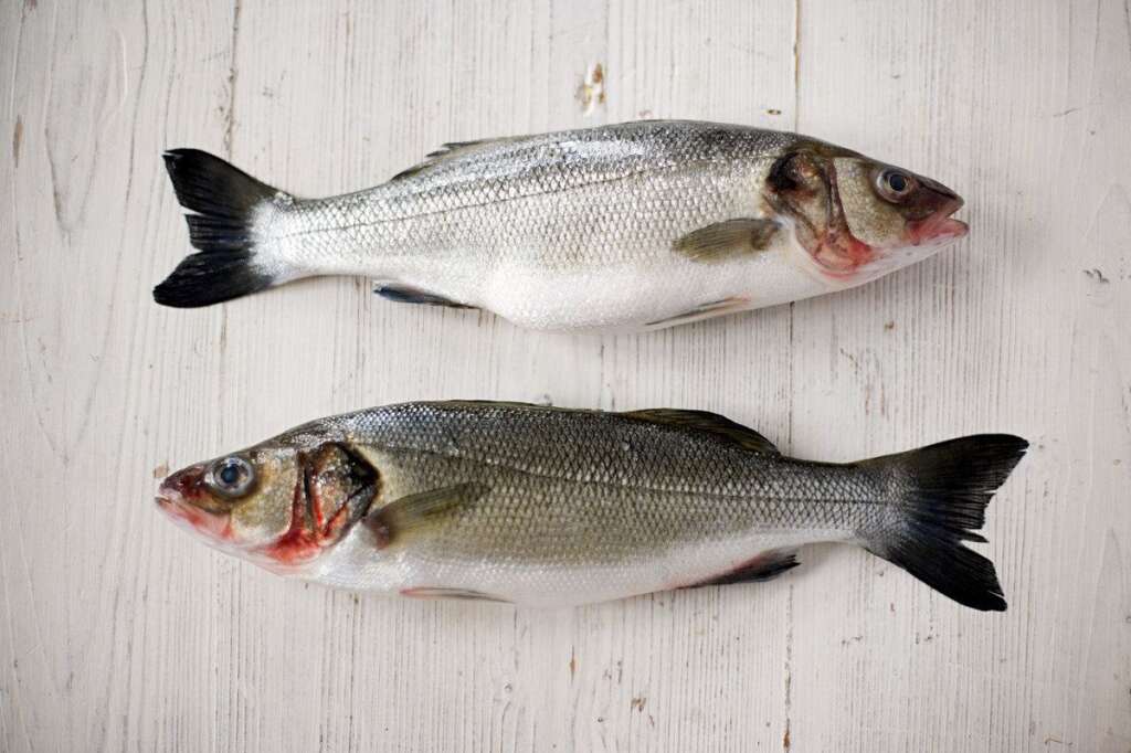 Le poisson - Le saumon et le thon sont deux poissons qui contiennent beaucoup de protéines. A l'instar des œufs, ces deux poissons bloque la sensation de faim assez rapidement. Attention de ne pas en consommer en trop grande quantité, le saumon est également un poisson plutôt gras.