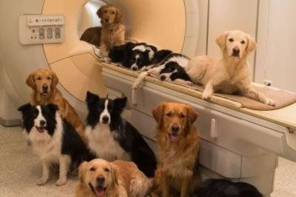 Les onze chiens de l'étude - Photo de groupe des onze animaux qui ont permis aux chercheurs de faire leurs expériences.