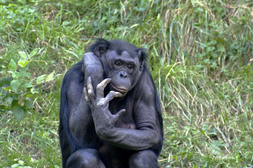 Le Bonobo - Il ne resterait qu'entre 10.000 et 20.000 individus. Les bonobos sont très menacés : leur nombre aurait diminué de moitié durant les 20 dernières années. Les braconniers les chassent illégalement pour les vendre comme viande de brousse, comme animaux de compagnie, ou pour leurs soi-disant vertus médicinales (on les utilise notamment dans la médecine traditionnelle). Ils sont aussi victimes des guerres.