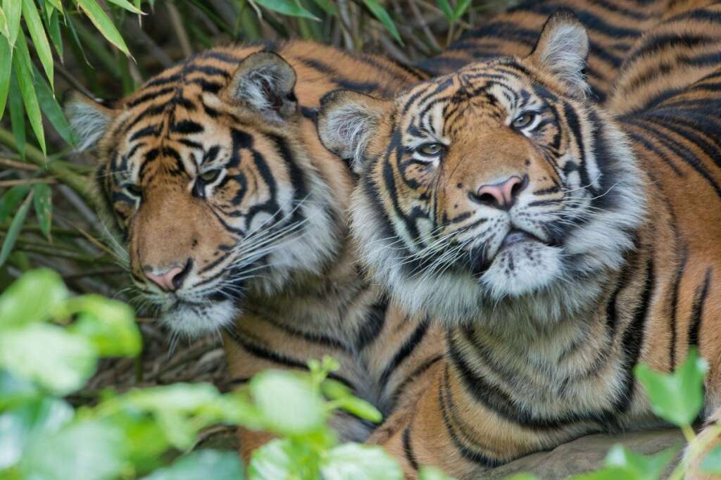 - Deux tigres de Sumatra au zoo de Francfort, en Allemagne.