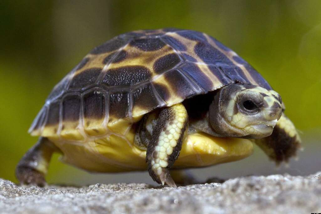 - Une petite tortue de Magagascar est née au zoo de San Diego, le 20 juin dernier.