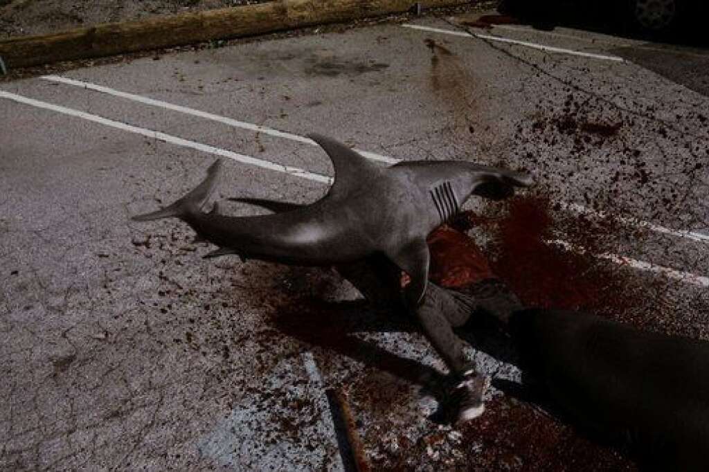"Sharknado" - Une attaque de requin.