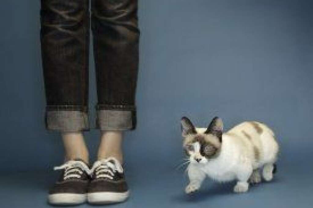 World's Smallest Living Cat - Fizz Girl, a Munchkin Cat from San Diego, California, has grabbed the record title for 'Shortest Living Cat'. Measuring in at just 6 inches tall from floor to shoulder, Fizz Girl weighs 4 pounds, 2.3 ounces. Munchkin cats are a special breed that have little legs caused by a naturally occurring genetic mutation.