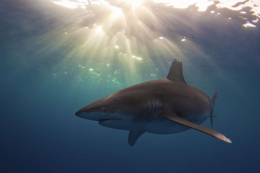 Étudiant - Troisième Place - Austin Gallagher - Requin Longimane (Carcharhinus longimanus) près de Cat Island, Bahamas.