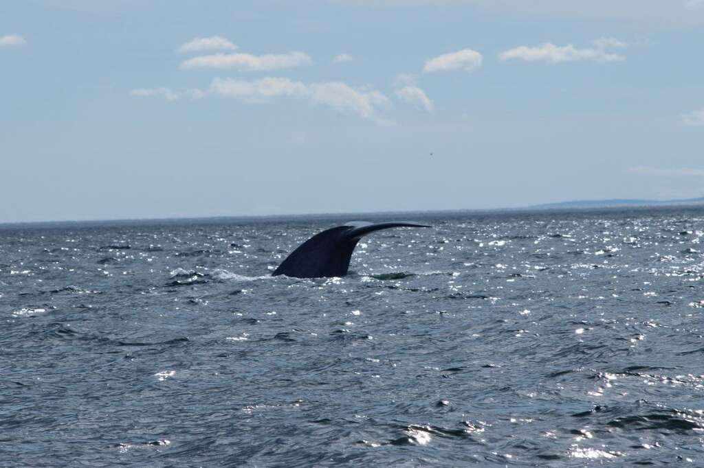 7. Observer des animaux sauvages - Écureuils, castors, renards, ours et baleines, voici quelques exemples d’espèces que vous pourrez observer pendant votre séjour au Canada. Il existe des circuits touristiques <a href="http://www.monnuage.fr/photos/point-d-interet/260958/892542" target="_blank">pour aller à la rencontre des baleines, à Tadoussac</a> (Québec) par exemple. Louer un camping-car et partez à la découverte de ses espèces protégées qui vivent un peu partout au Canada.