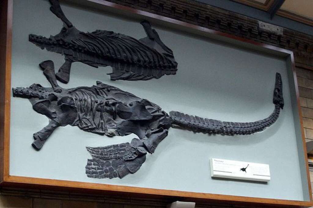 Attenborosaurus coneybeari - Plésiosaure du Jurassique inférieur, un des nombreux spécimens à prendre le nom du naturaliste David Attenborough.
